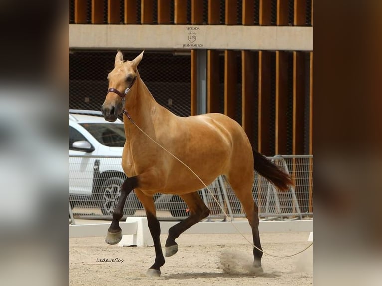 PRE Mix Giumenta 3 Anni Falbo in Las Norias de Daza