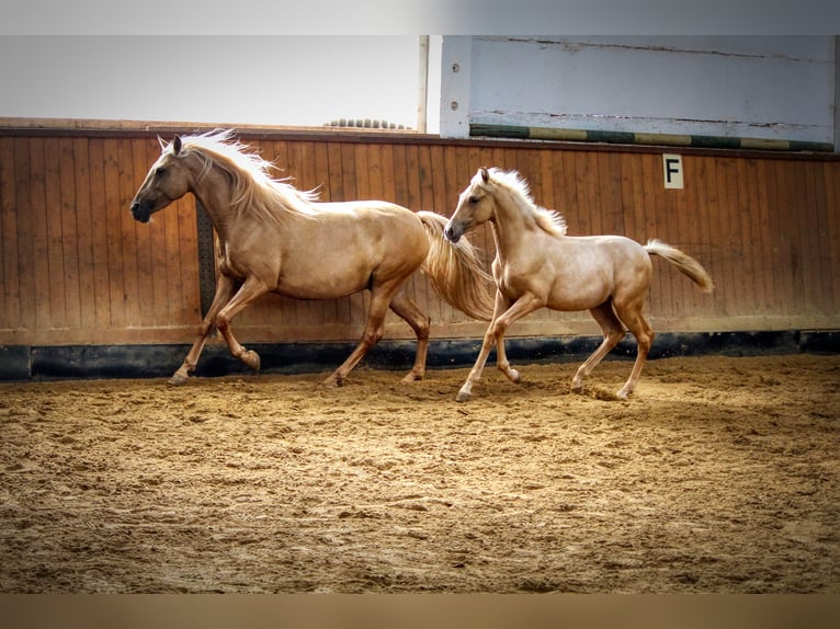 PRE Giumenta 3 Anni Palomino in Drebsdorf