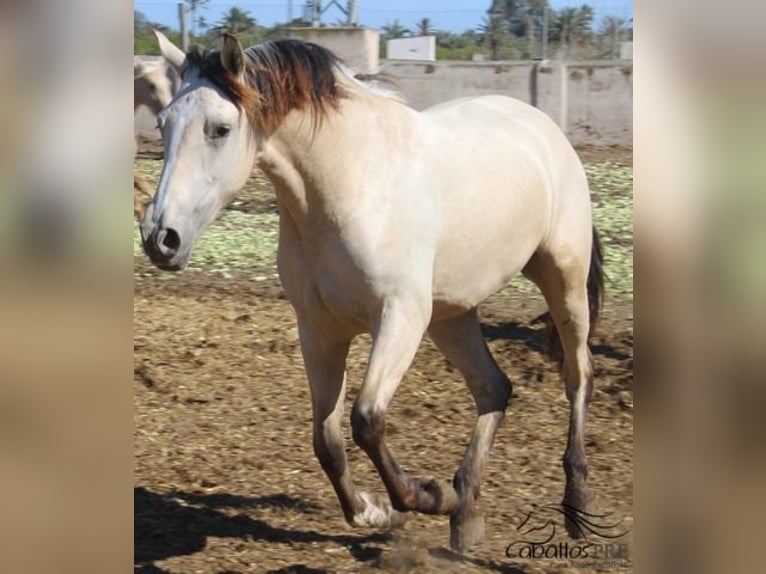 PRE Giumenta 3 Anni Pelle di daino in Alicante