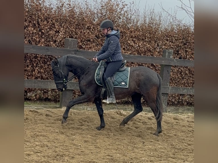 PRE Mix Giumenta 4 Anni 153 cm Morello in Daleiden