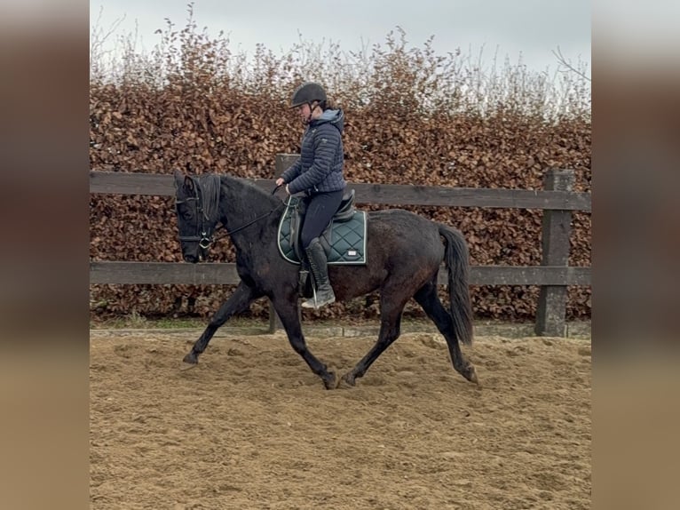 PRE Mix Giumenta 4 Anni 153 cm Morello in Daleiden