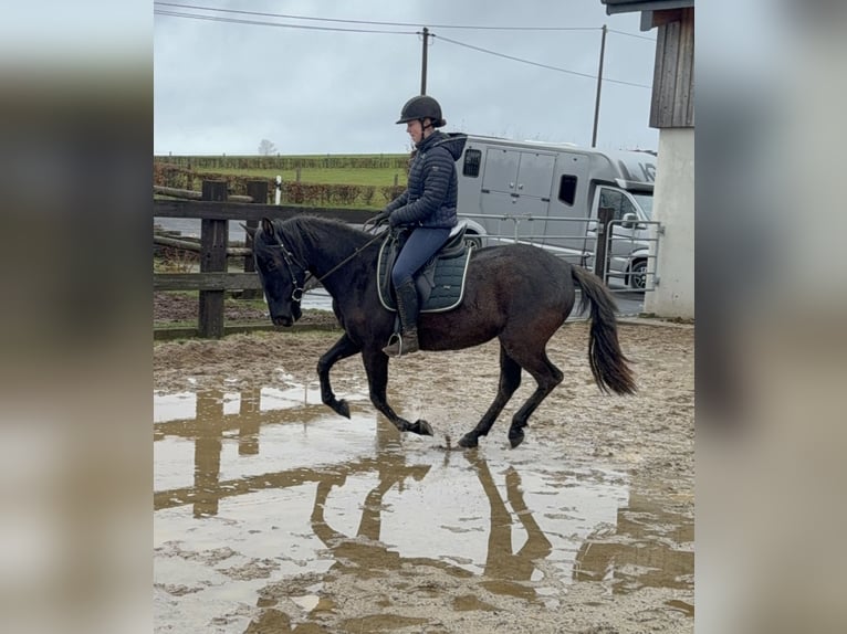 PRE Mix Giumenta 4 Anni 153 cm Morello in Daleiden