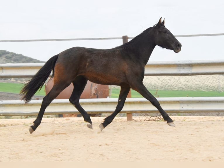 PRE Mix Giumenta 4 Anni 153 cm Morello in Miralvalles