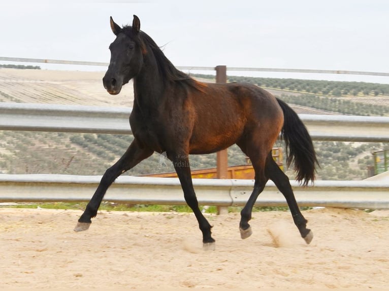 PRE Mix Giumenta 4 Anni 153 cm Morello in Miralvalles