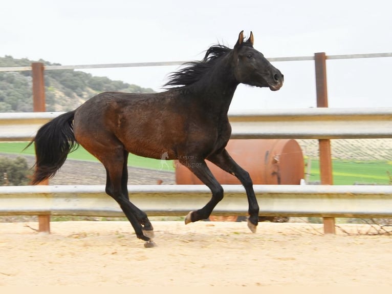 PRE Mix Giumenta 4 Anni 153 cm Morello in Miralvalles