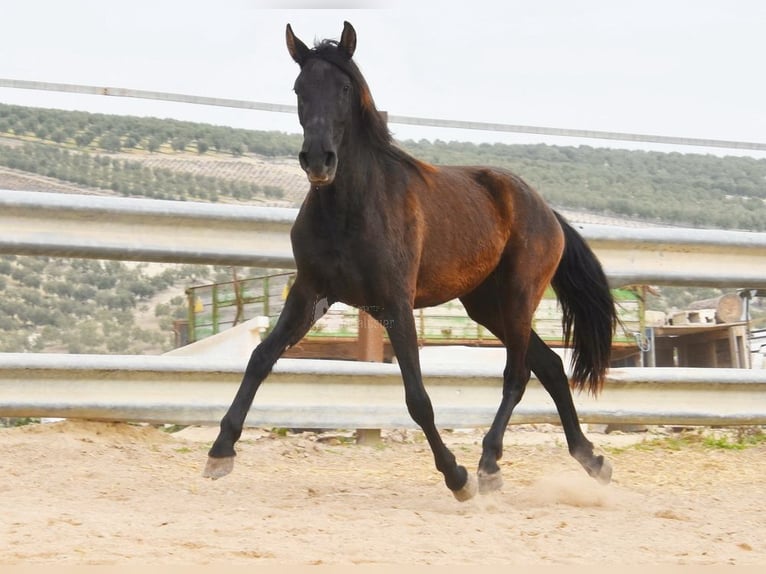 PRE Mix Giumenta 4 Anni 153 cm Morello in Miralvalles