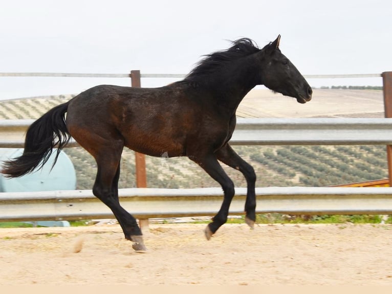 PRE Mix Giumenta 4 Anni 153 cm Morello in Miralvalles