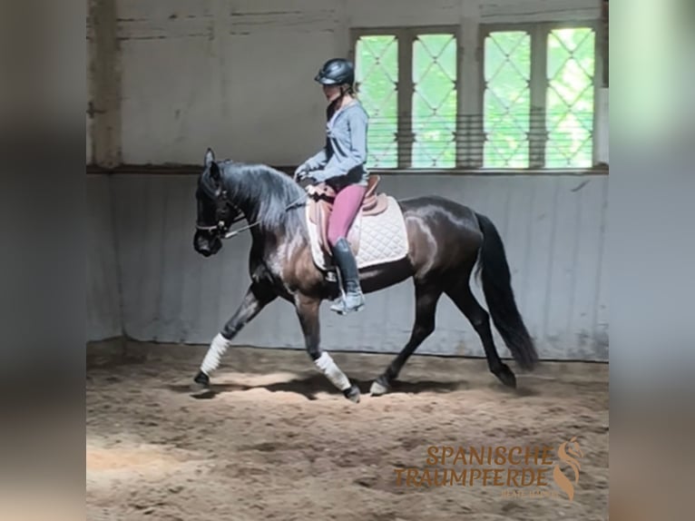 PRE Giumenta 4 Anni 153 cm Morello in Traventhal