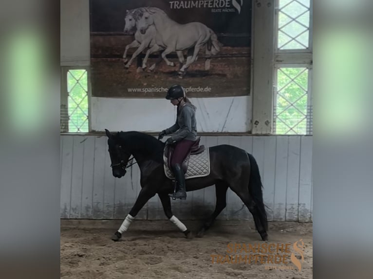 PRE Giumenta 4 Anni 153 cm Morello in Traventhal