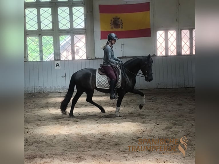 PRE Giumenta 4 Anni 153 cm Morello in Traventhal