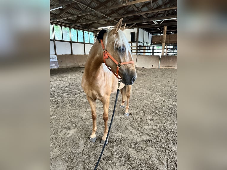 PRE Mix Giumenta 4 Anni 153 cm Palomino in Gifhorn