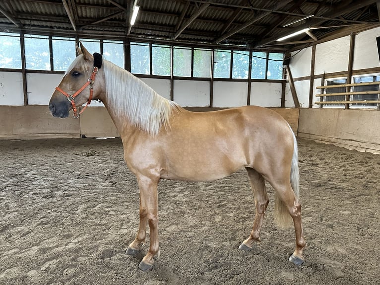 PRE Mix Giumenta 4 Anni 153 cm Palomino in Gifhorn