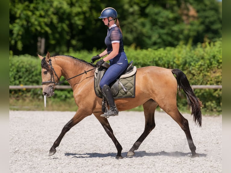PRE Giumenta 4 Anni 154 cm Falbo in Neustadt (Wied)