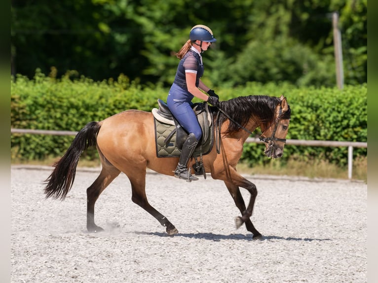 PRE Giumenta 4 Anni 154 cm Falbo in Neustadt (Wied)
