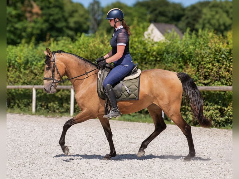 PRE Giumenta 4 Anni 154 cm Falbo in Neustadt (Wied)