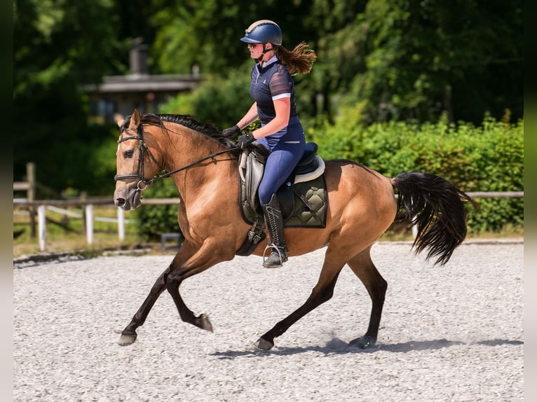 PRE Giumenta 4 Anni 154 cm Falbo in Neustadt (Wied)