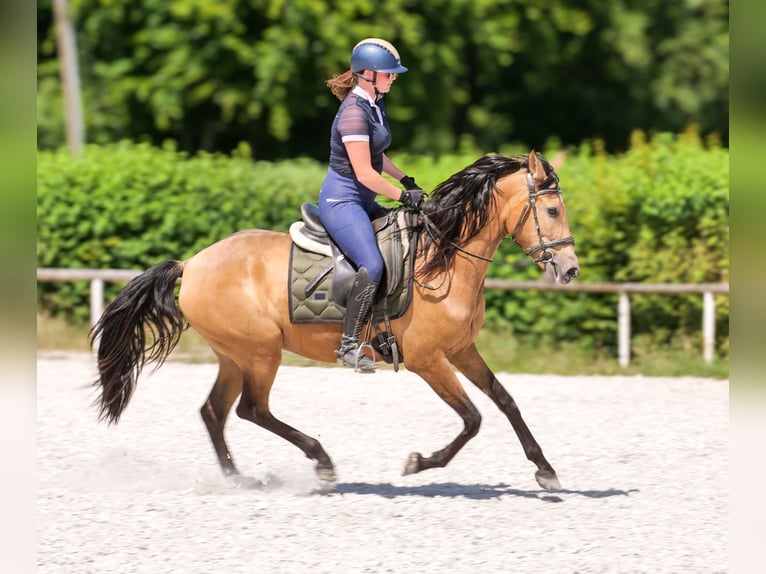 PRE Giumenta 4 Anni 154 cm Falbo in Neustadt (Wied)