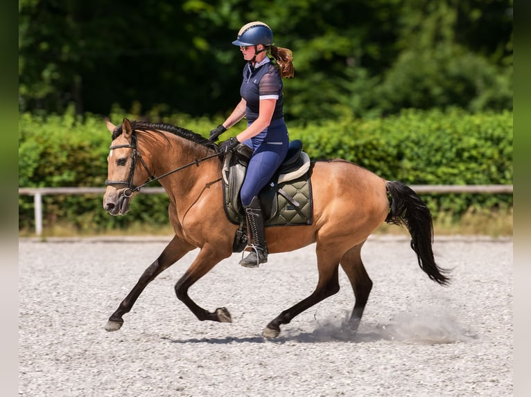 PRE Giumenta 4 Anni 154 cm Falbo in Neustadt (Wied)