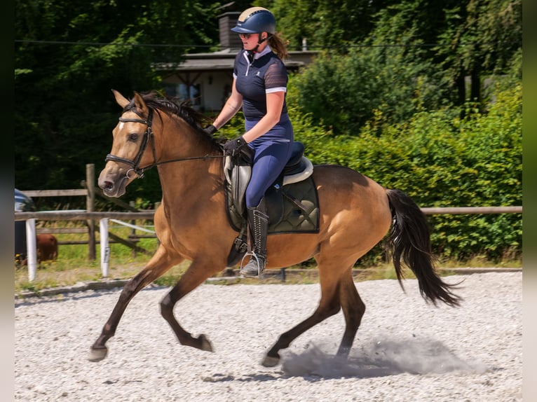 PRE Giumenta 4 Anni 154 cm Falbo in Neustadt (Wied)