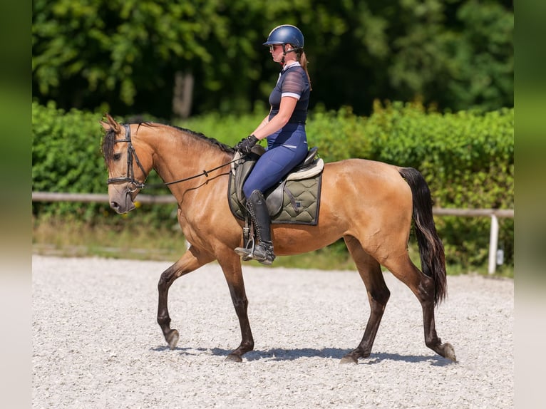 PRE Giumenta 4 Anni 154 cm Falbo in Neustadt (Wied)