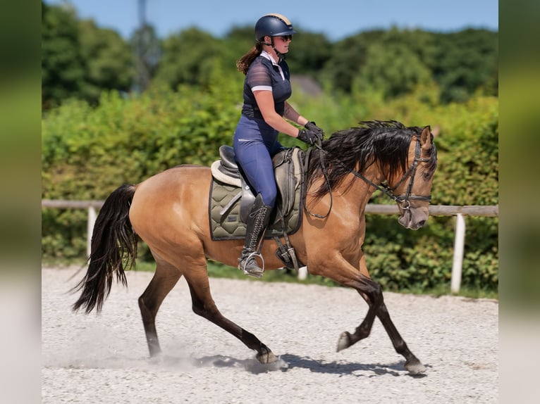 PRE Giumenta 4 Anni 154 cm Falbo in Neustadt (Wied)