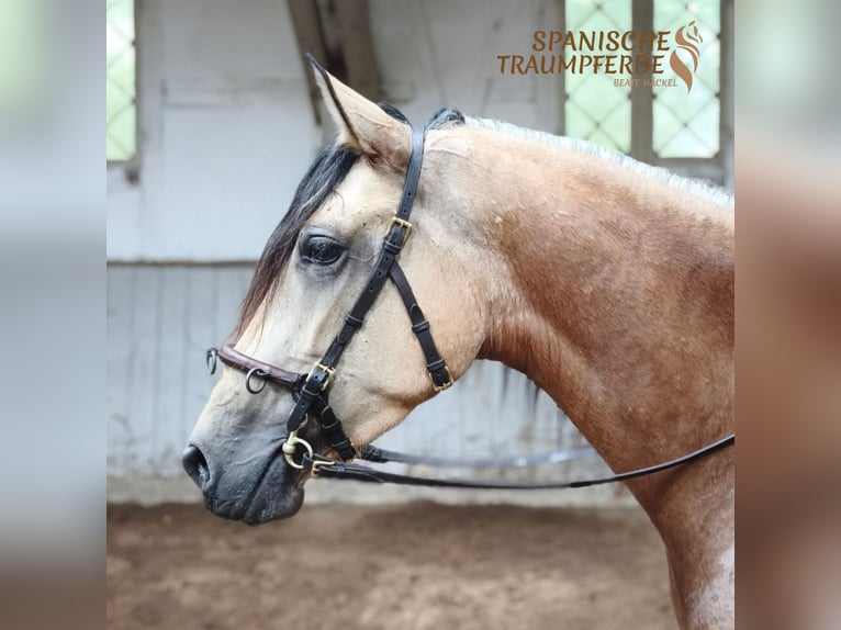 PRE Mix Giumenta 4 Anni 154 cm Falbo in Traventhal