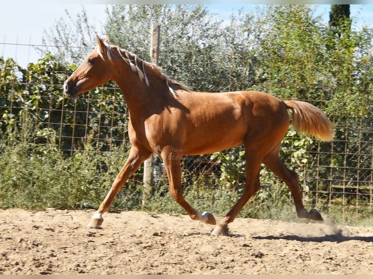 PRE Giumenta 4 Anni 154 cm Palomino in Provinz Granada