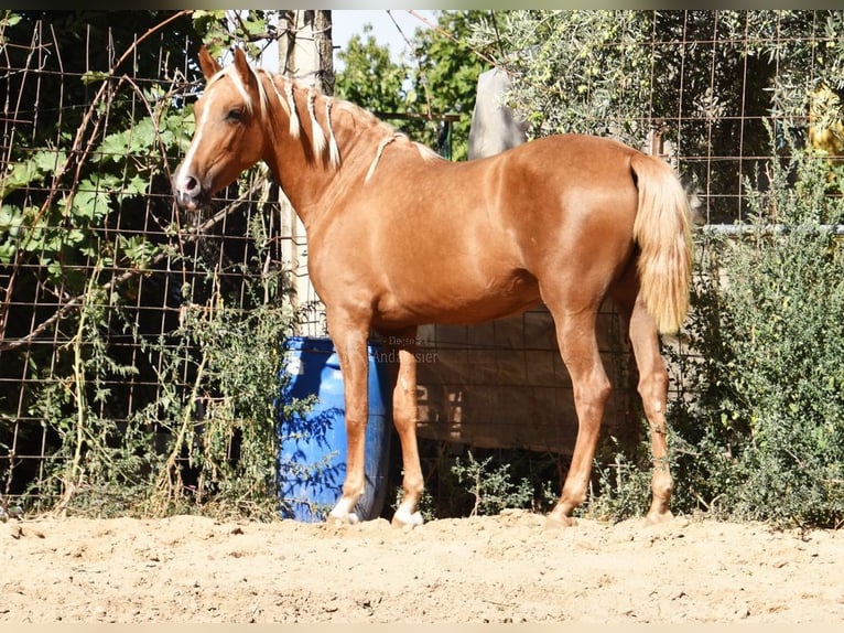 PRE Giumenta 4 Anni 154 cm Palomino in Provinz Granada