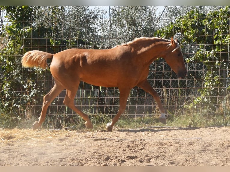 PRE Giumenta 4 Anni 154 cm Palomino in Provinz Granada