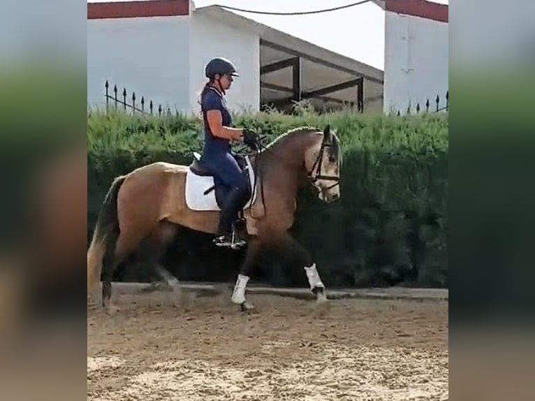 PRE Giumenta 4 Anni 155 cm Falbo baio in Sevilla