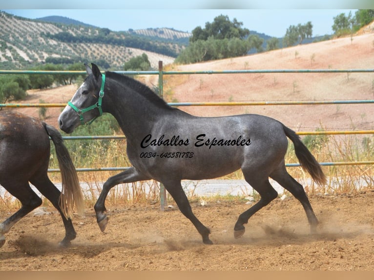PRE Mix Giumenta 4 Anni 155 cm Grigio pezzato in Vejer de la Frontera