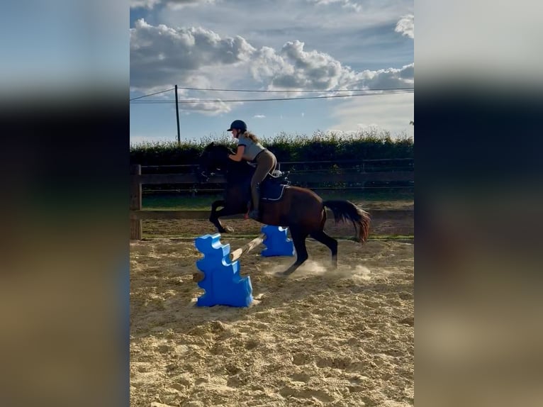 PRE Giumenta 4 Anni 155 cm Morello in Daleiden