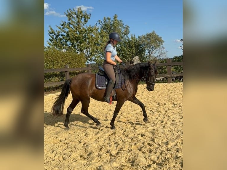 PRE Giumenta 4 Anni 155 cm Morello in Daleiden