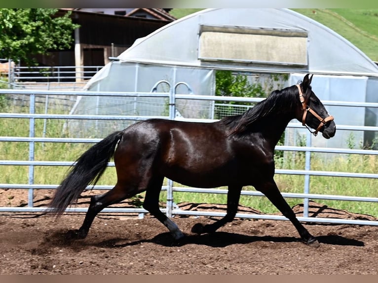 PRE Giumenta 4 Anni 155 cm Morello in Klettgau