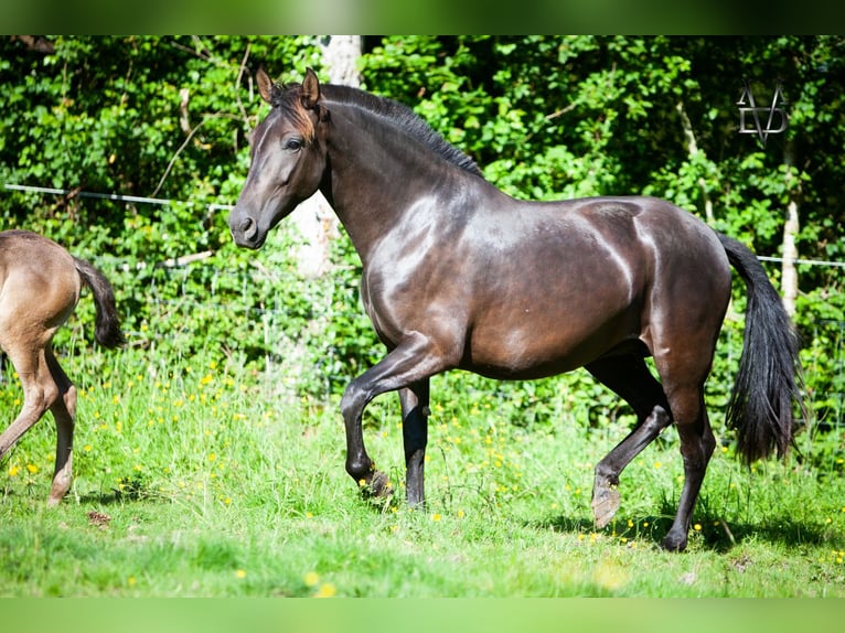 PRE Giumenta 4 Anni 155 cm Morello in La Vespière-Friardel