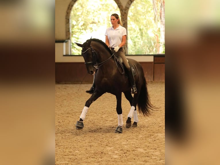 PRE Giumenta 4 Anni 155 cm Morello in La Vespière-Friardel