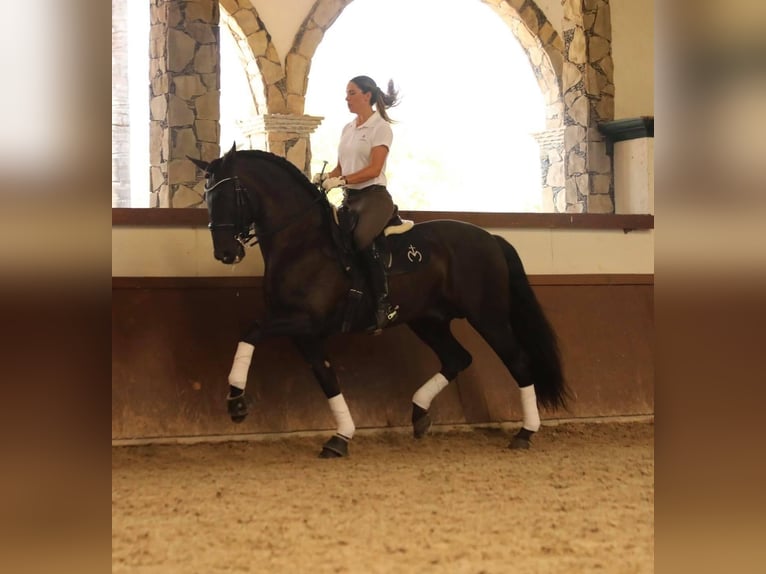 PRE Giumenta 4 Anni 155 cm Morello in La Vespière-Friardel