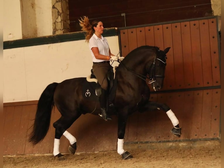 PRE Giumenta 4 Anni 155 cm Morello in La Vespière-Friardel