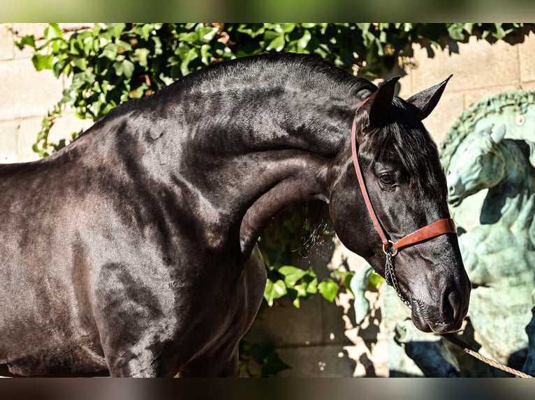 PRE Giumenta 4 Anni 155 cm Morello in La Vespière-Friardel