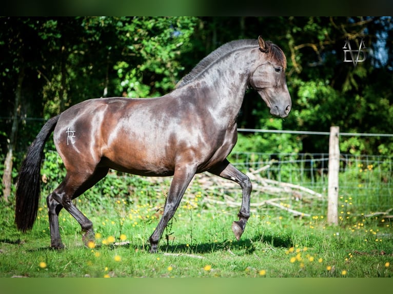 PRE Giumenta 4 Anni 155 cm Morello in La Vespière-Friardel