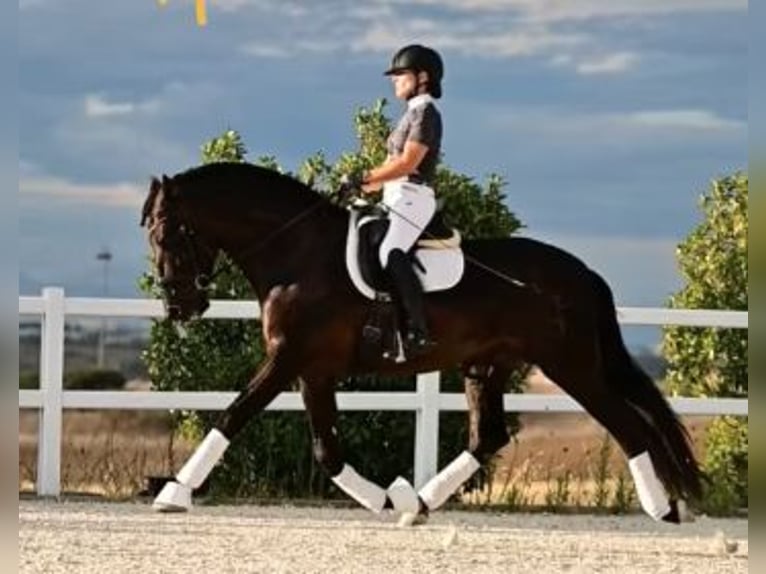 PRE Giumenta 4 Anni 155 cm Morello in La Vespière-Friardel