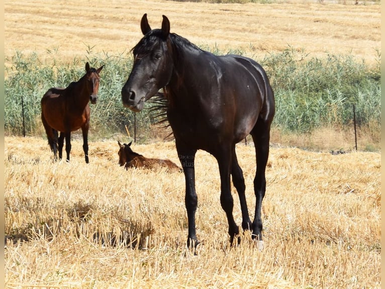 PRE Giumenta 4 Anni 155 cm Morello in Miralvalles