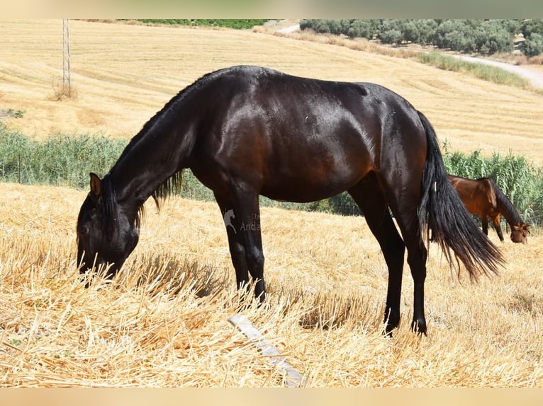 PRE Giumenta 4 Anni 155 cm Morello in Miralvalles