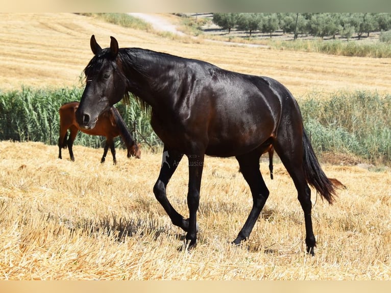 PRE Giumenta 4 Anni 155 cm Morello in Miralvalles
