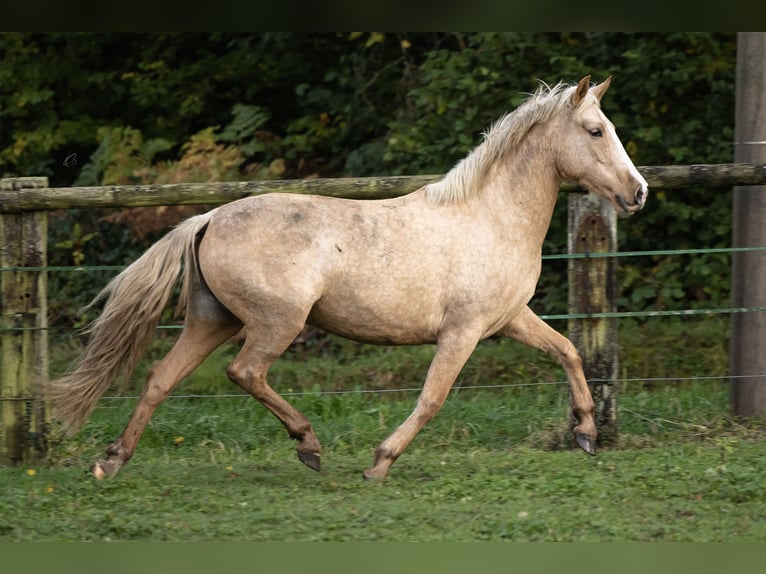 PRE Mix Giumenta 4 Anni 155 cm Palomino in Tellières-le-Plessis