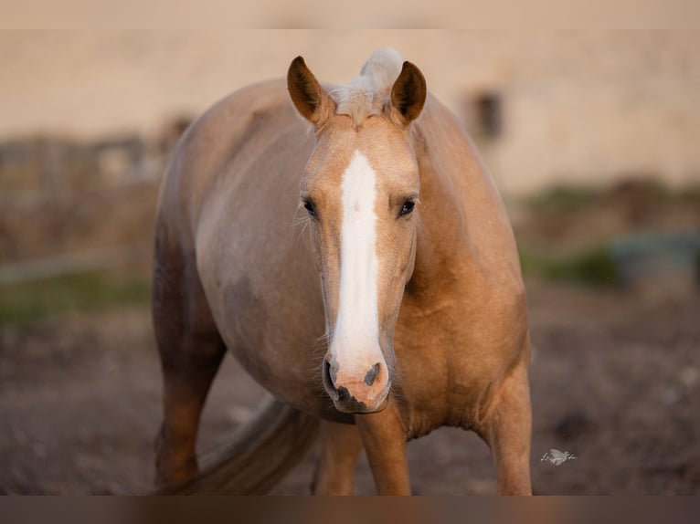 PRE Mix Giumenta 4 Anni 155 cm Palomino in Tellières-le-Plessis