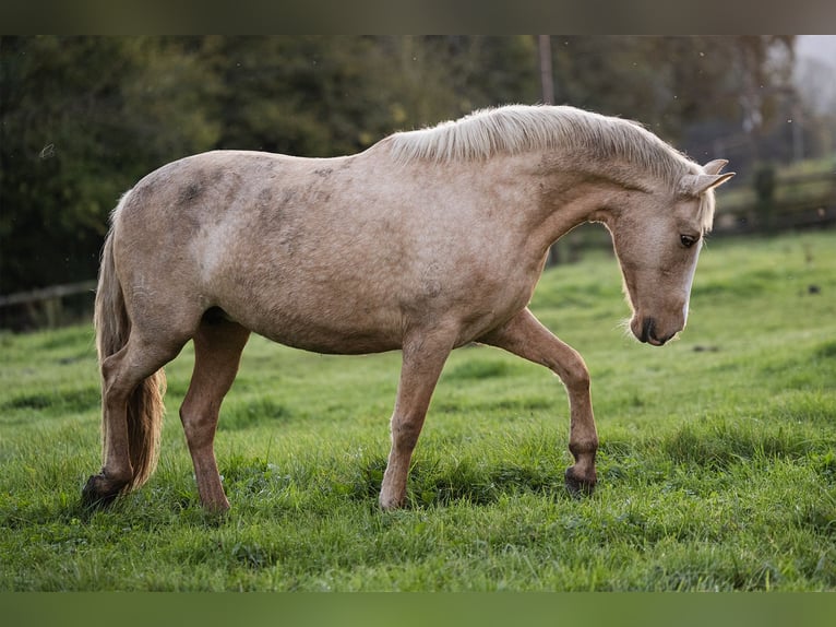 PRE Mix Giumenta 4 Anni 155 cm Palomino in Tellières-le-Plessis