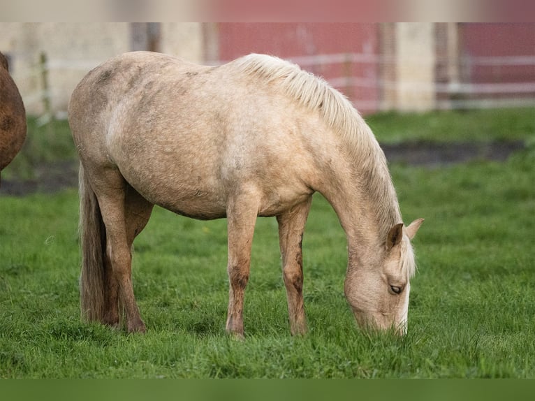 PRE Mix Giumenta 4 Anni 155 cm Palomino in Tellières-le-Plessis