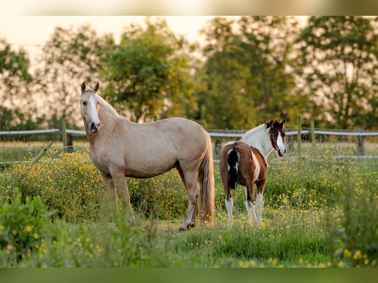 PRE Mix Giumenta 4 Anni 155 cm Palomino in Tellières-le-Plessis