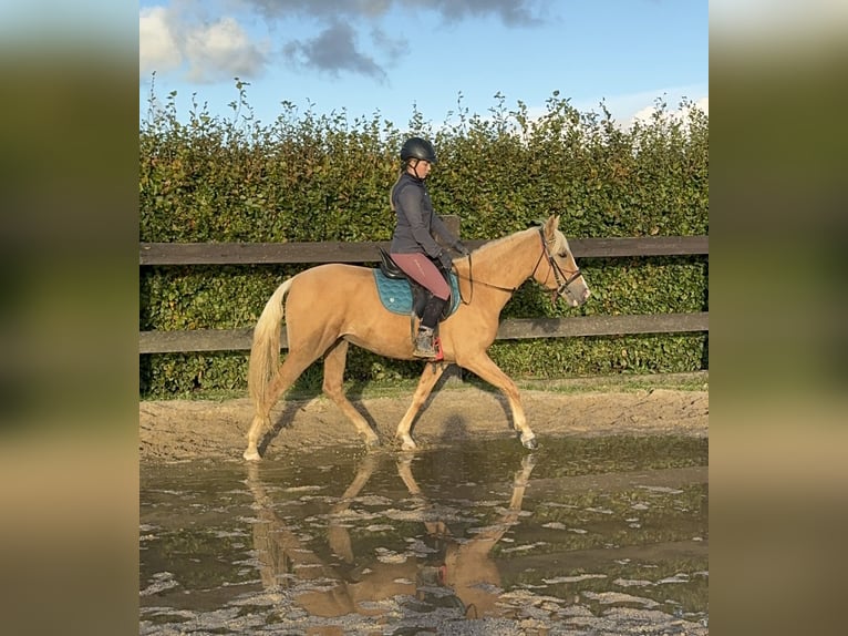 PRE Mix Giumenta 4 Anni 155 cm Palomino in Daleiden